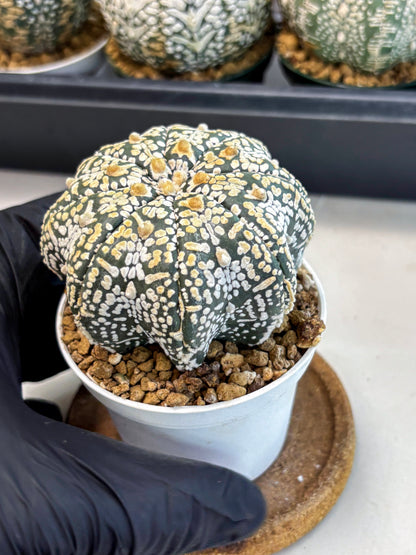 Astrophytum V-Type (at6) (b5) | Rare Star Cactus