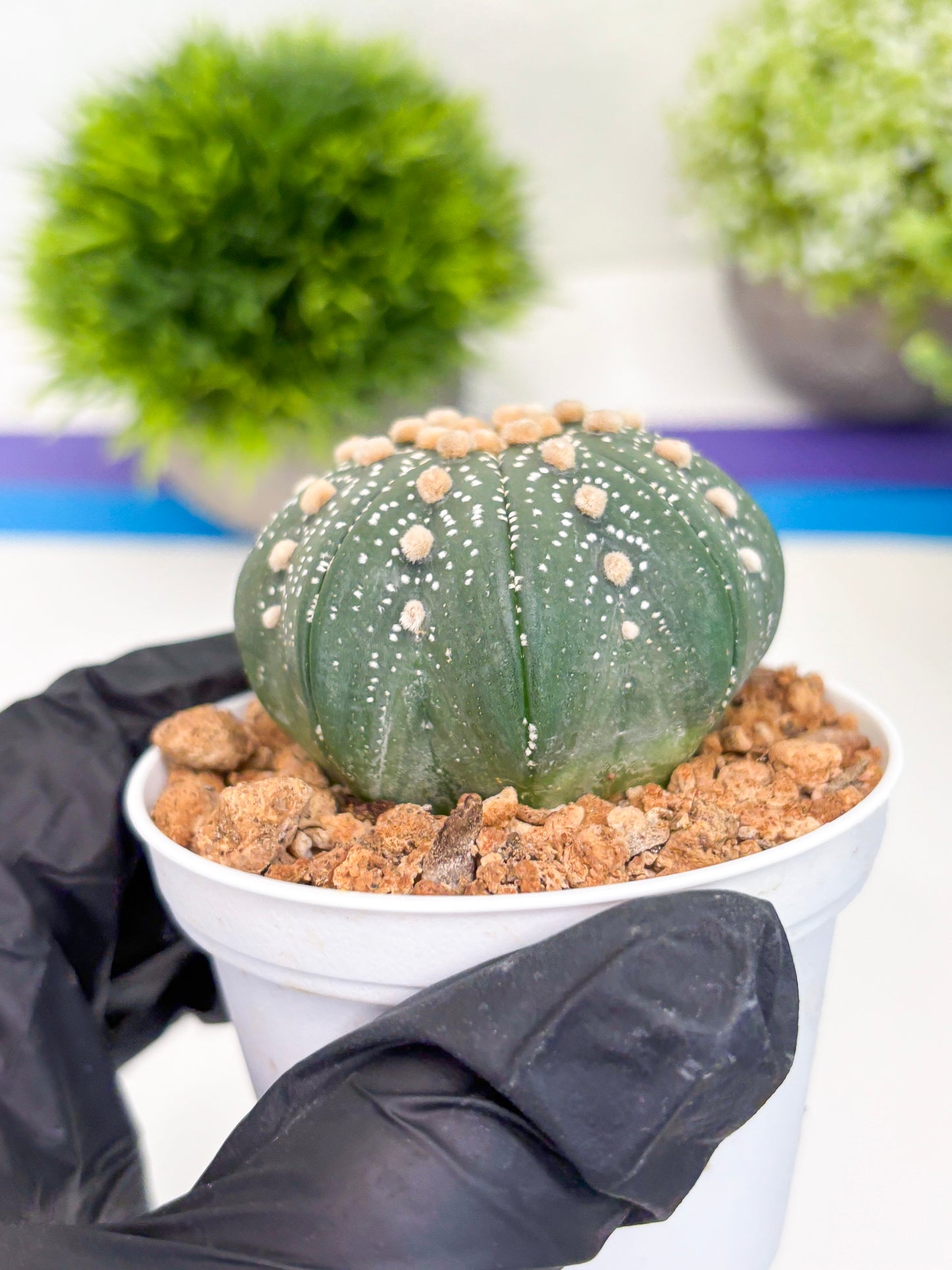 Astrophytum Super Kabuto (t12) (p3) | 3" Pot