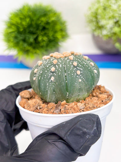 Astrophytum Super Kabuto (t12) (p3) | 3" Pot