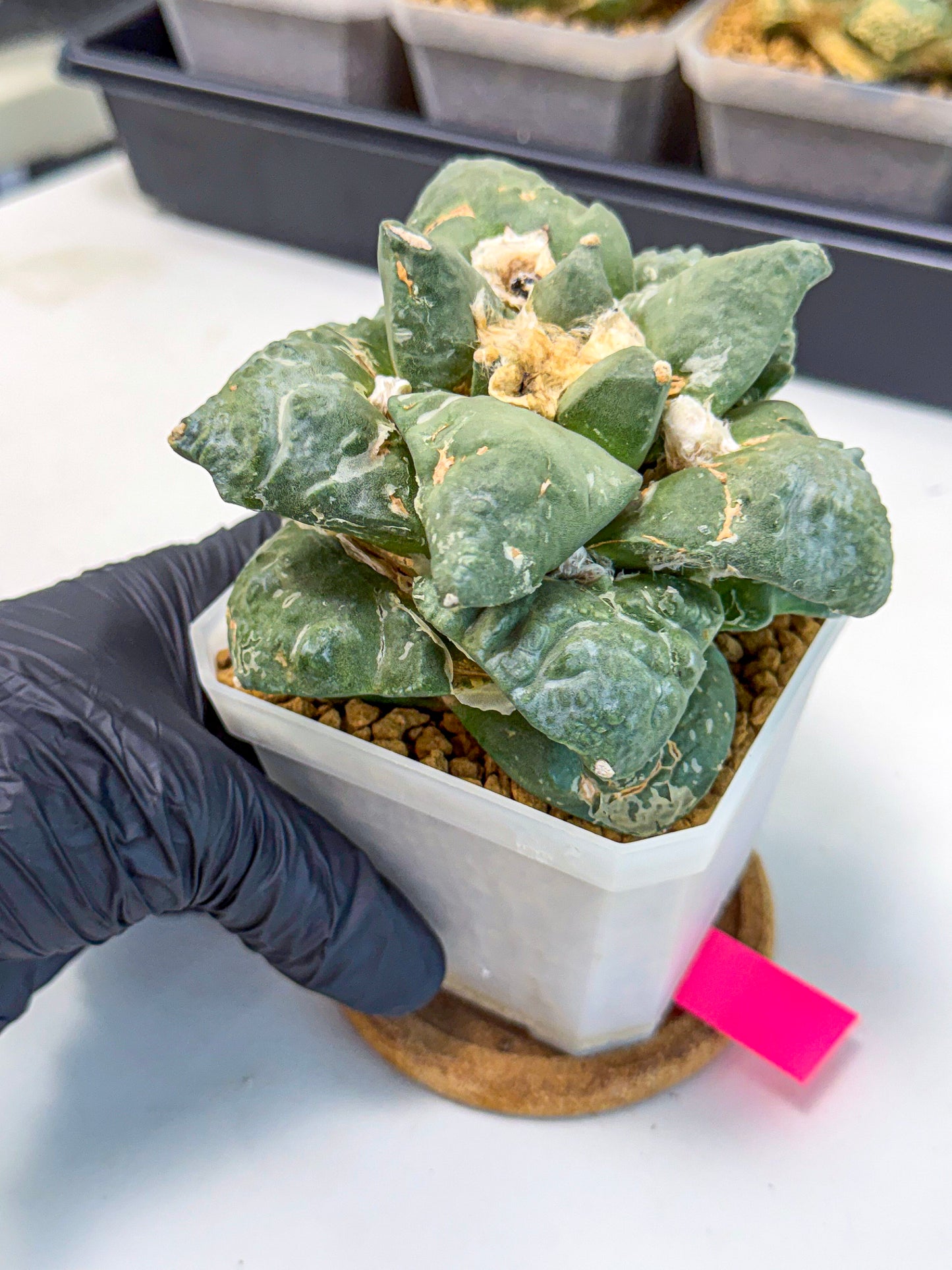 Ariocarpus Cultivar (pp) | Living rock cactus