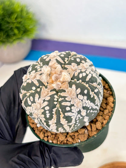 Astrophytum 5-Ribs (at7) (r7) | Living Rocks