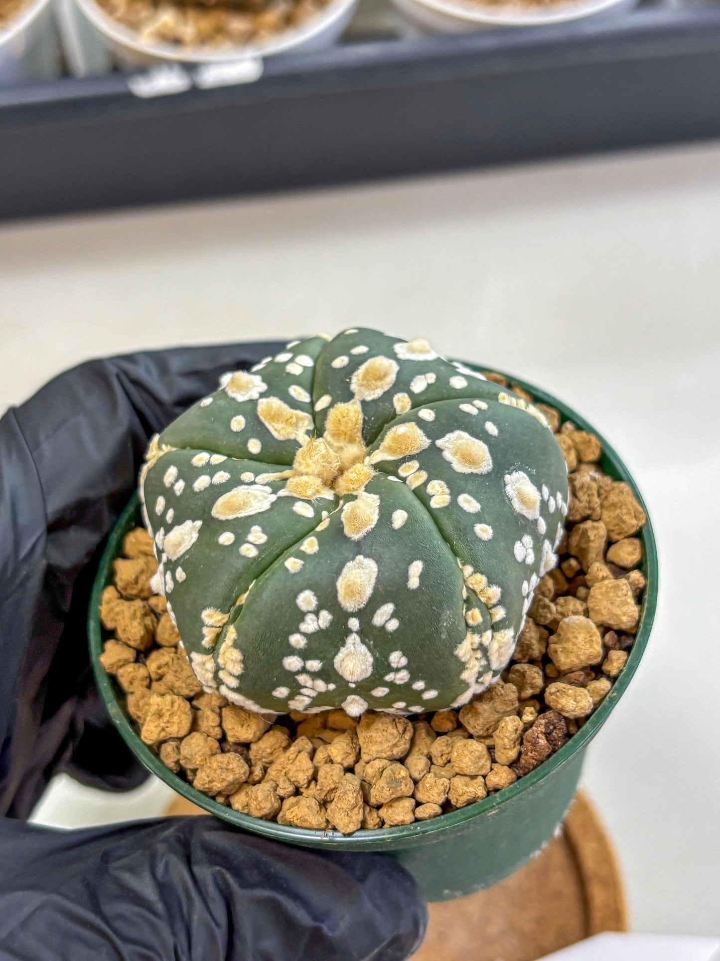 Astrophytum Fukuryu (at8) (02) | Rare Plant | Succulent Cactus