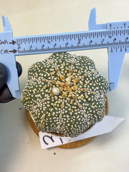 Astrophytum Super Kabuto (at10) (03) | sand dollar cactus