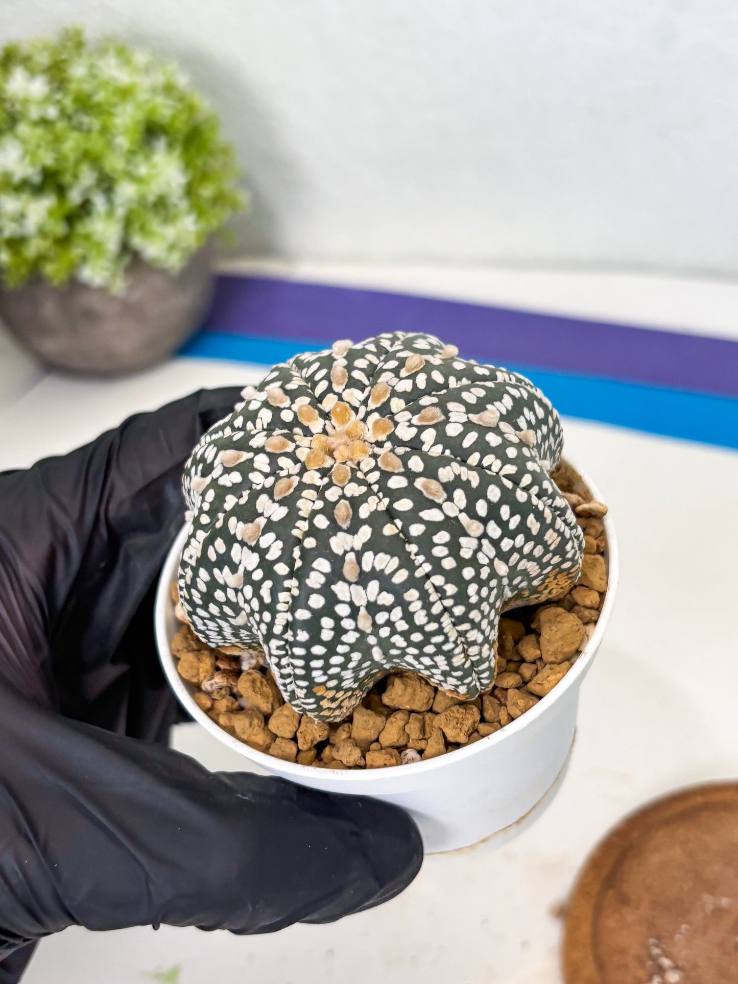 Astrophytum Star Shape (at3) (g4) | Very Rare Cactus