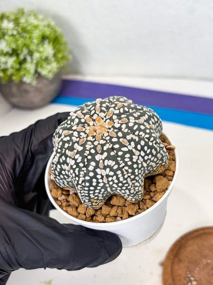 Astrophytum Star Shape (at3) (g4) | Very Rare Cactus