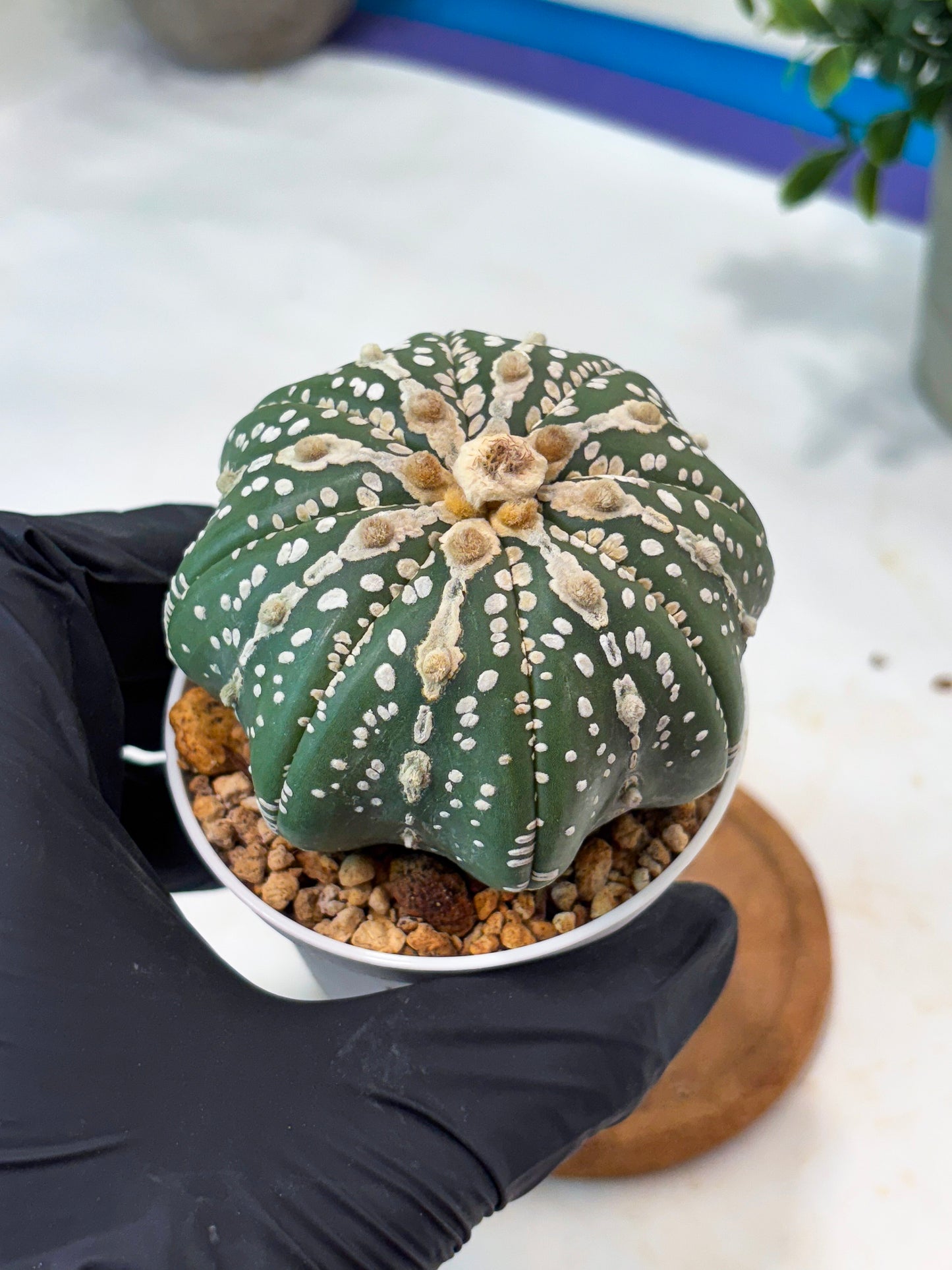 Astrophytum V-Type Nudum (T9) (g2) | SHIP from USA