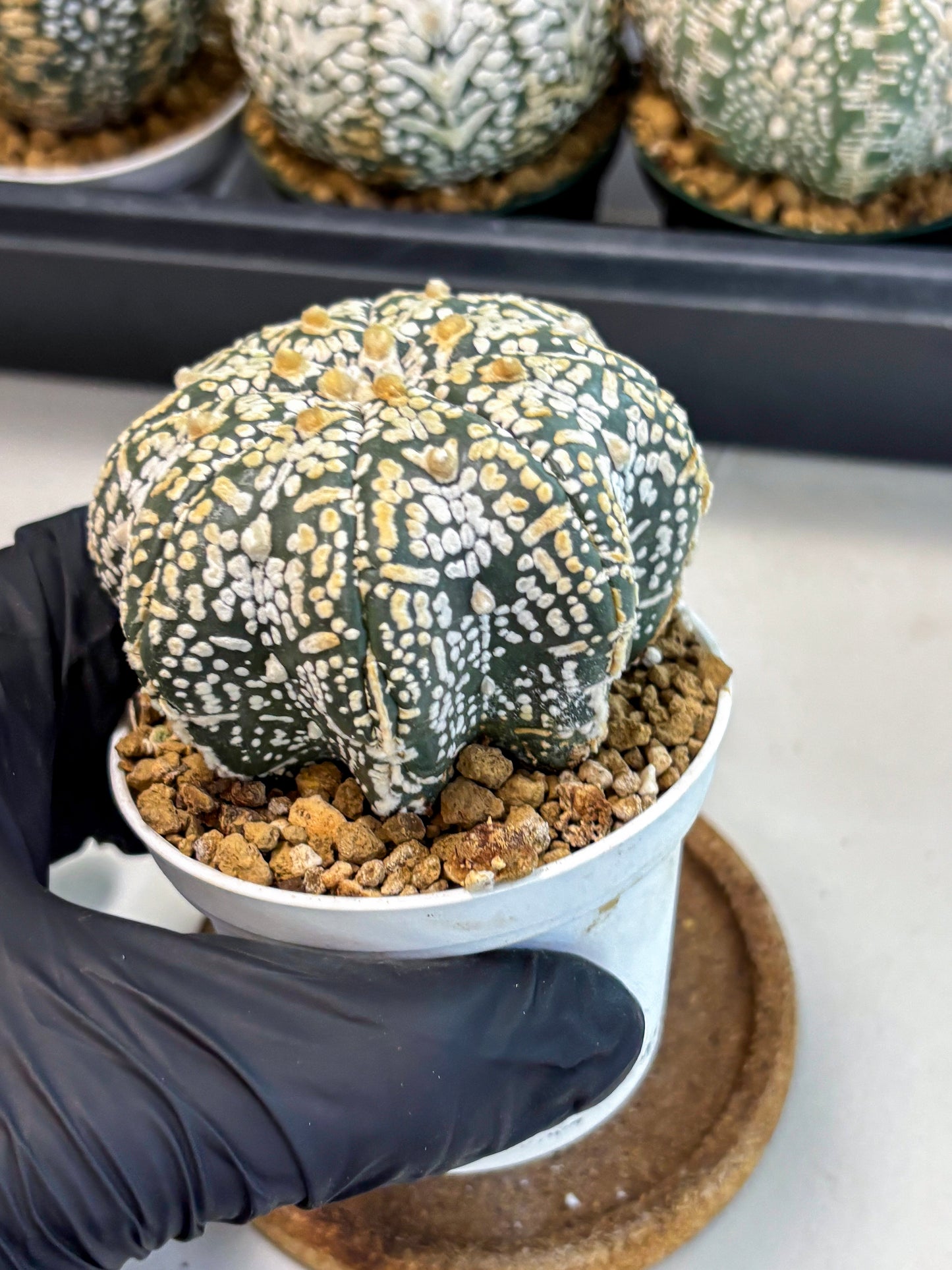 Astrophytum V-Type (at6) (b5) | Rare Star Cactus