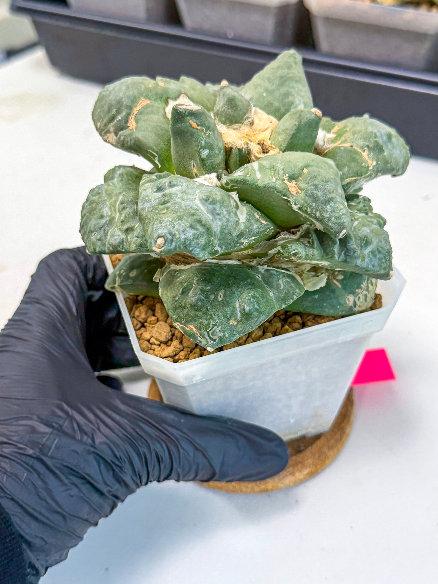 Ariocarpus Cultivar (pp) | Living rock cactus