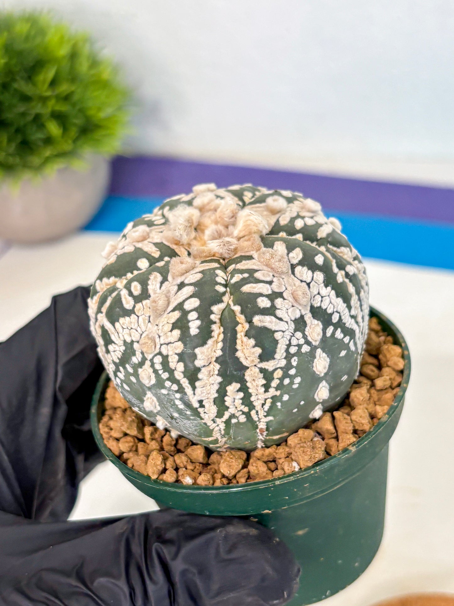 Astrophytum 5-Ribs (at7) (r7) | Living Rocks