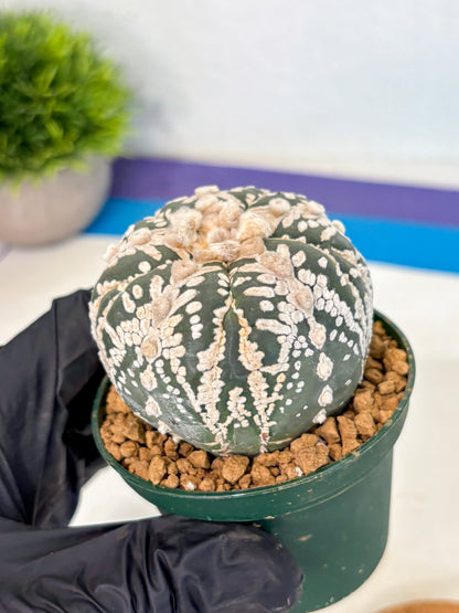 Astrophytum 5-Ribs (at7) (r7) | Living Rocks