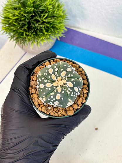 Astrophytum Fukuryu (at8) (02) | Rare Plant | Succulent Cactus