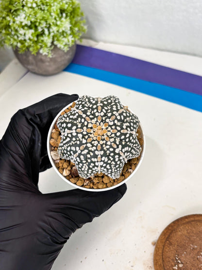 Astrophytum Star Shape (at3) (g4) | Very Rare Cactus