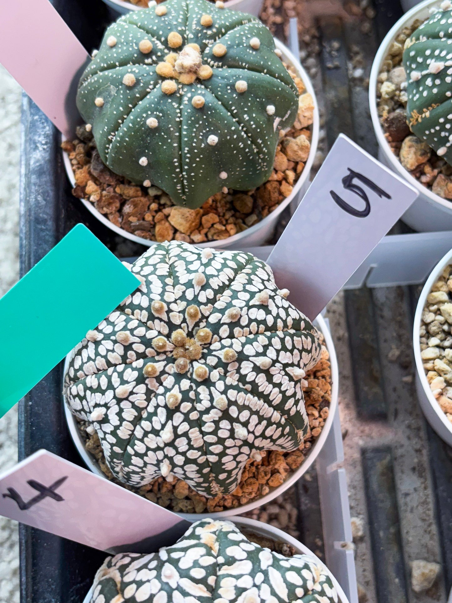 Astrophytum Star Shape (T9) (g5) | SHIP from USA
