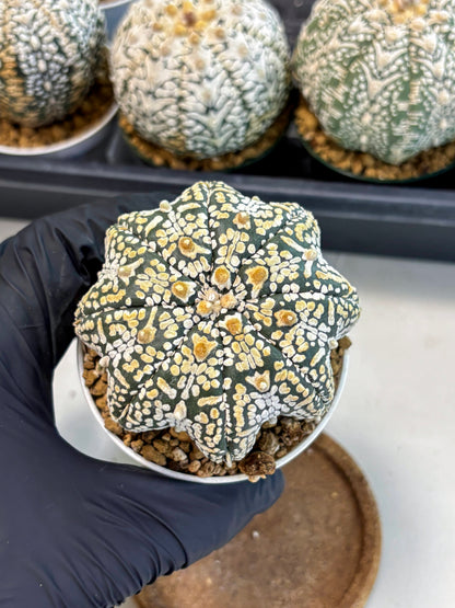 Astrophytum V-Type (at6) (b5) | Rare Star Cactus