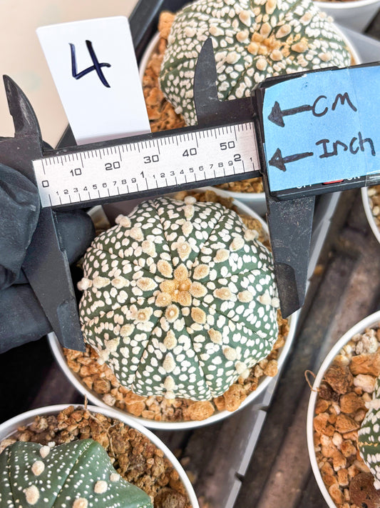 Astrophytum Super Kabuto (t12) (p4) | 3" Pot