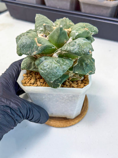 Ariocarpus Cultivar (pp) | Living rock cactus