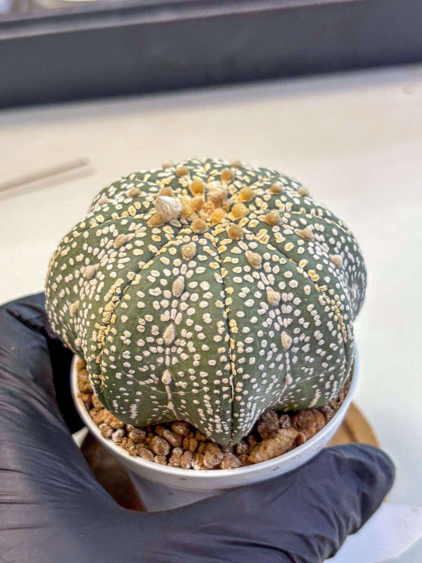 Astrophytum Super Kabuto (at10) (03) | sand dollar cactus