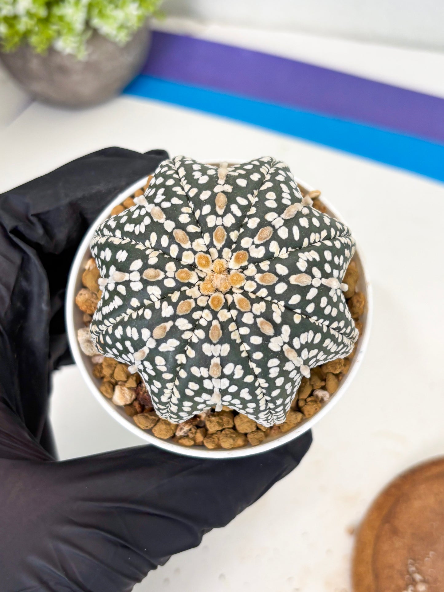 Astrophytum Star Shape (at3) (g4) | Very Rare Cactus