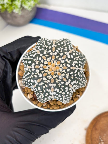 Astrophytum Star Shape (at3) (g4) | Very Rare Cactus
