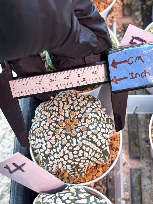 Astrophytum Star Shape (T9) (g5) | SHIP from USA