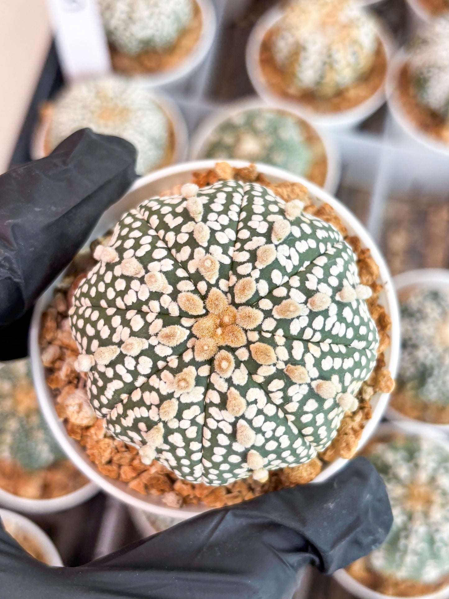 Astrophytum Super Kabuto (t12) (p4) | 3" Pot