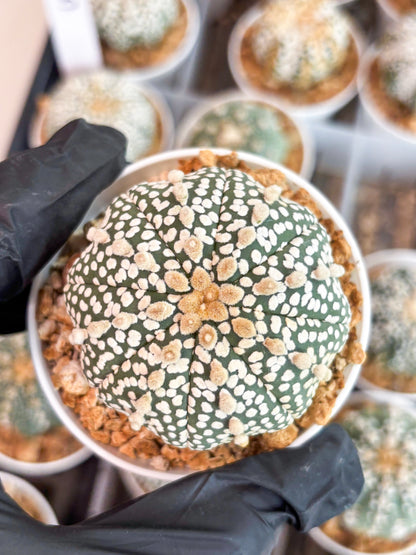 Astrophytum Super Kabuto (t12) (p4) | 3" Pot