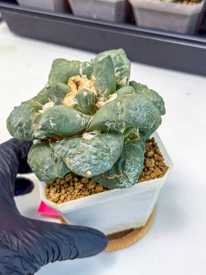 Ariocarpus Cultivar (pp) | Living rock cactus