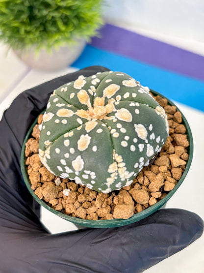 Astrophytum Fukuryu (at8) (02) | Rare Plant | Succulent Cactus