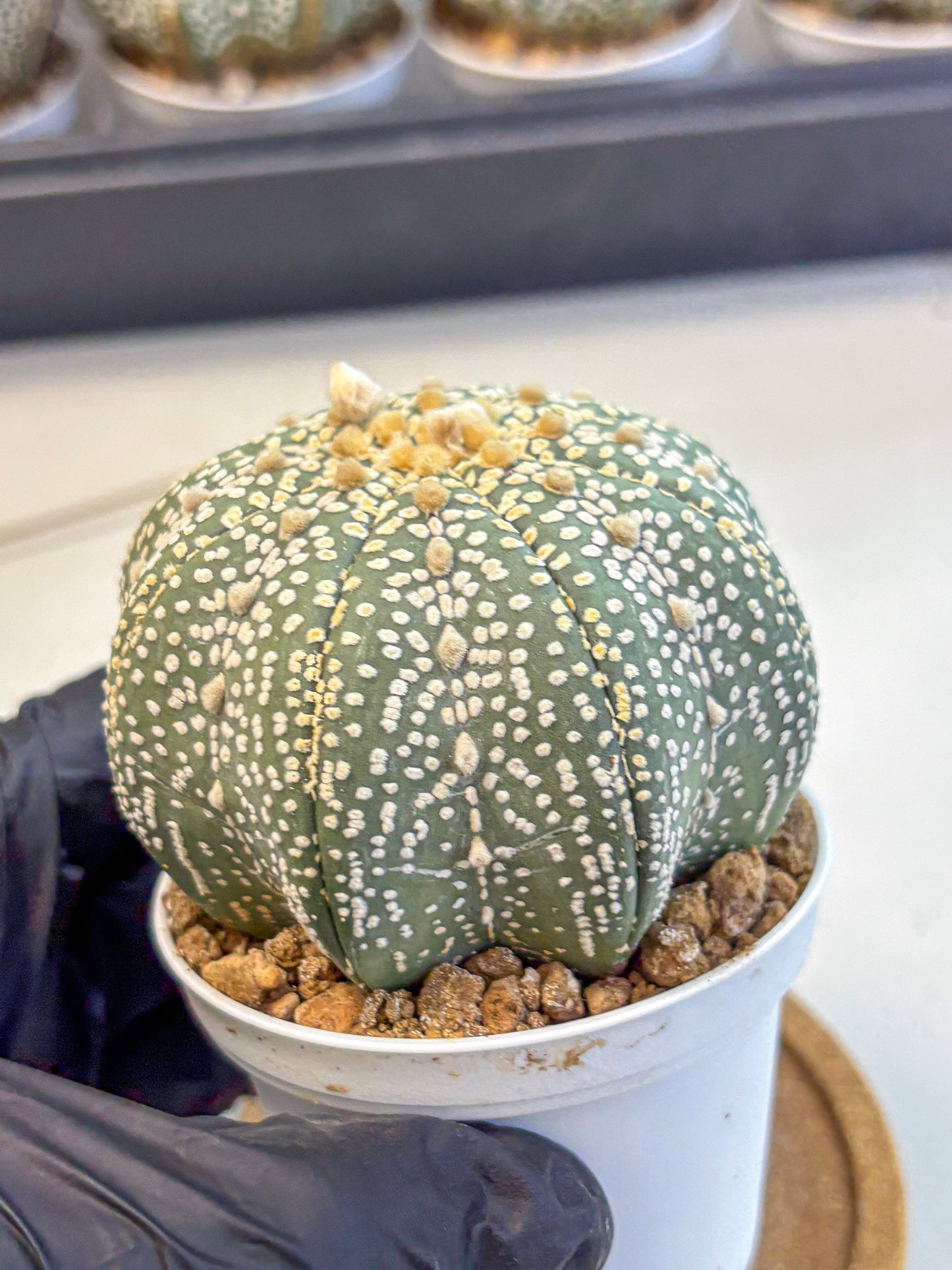 Astrophytum Super Kabuto (at10) (03) | sand dollar cactus