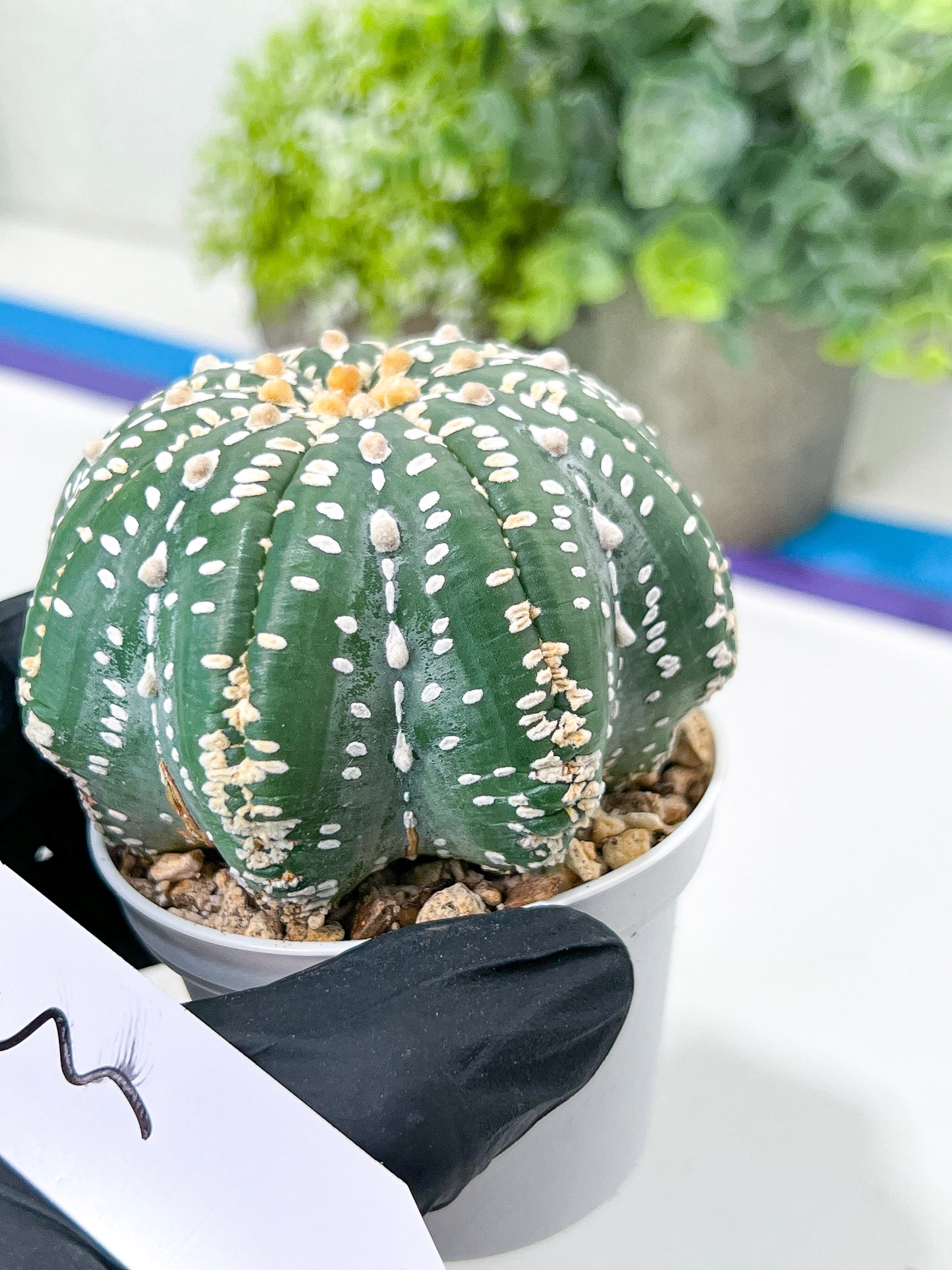Astrophytum Super Kabuto (#T7A) | Las Vegas Botanical Shop | 3" Pot