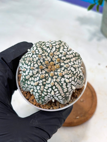 Astrophytum Star Shape (T9) (g5) | SHIP from USA