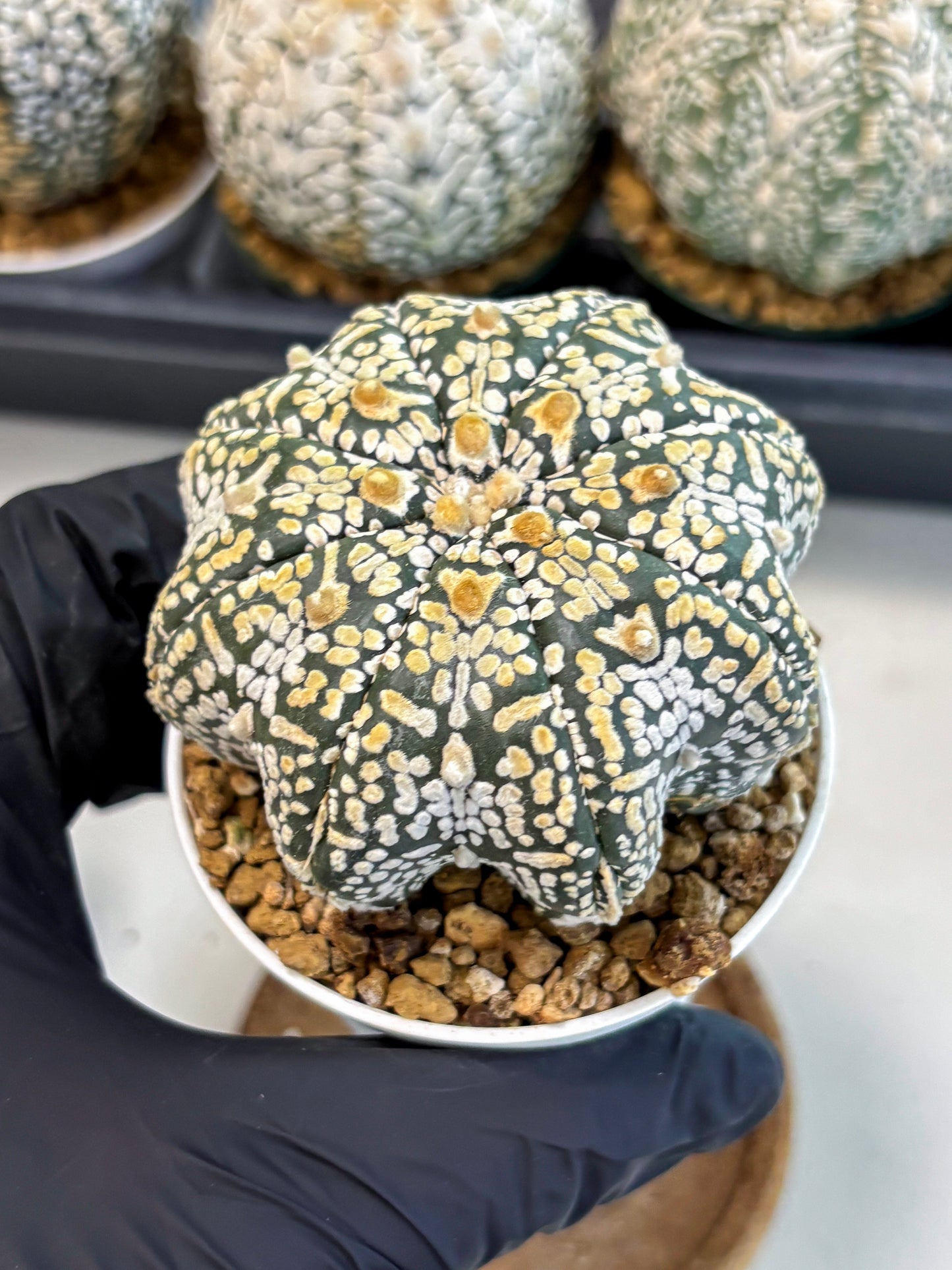 Astrophytum V-Type (at6) (b5) | Rare Star Cactus