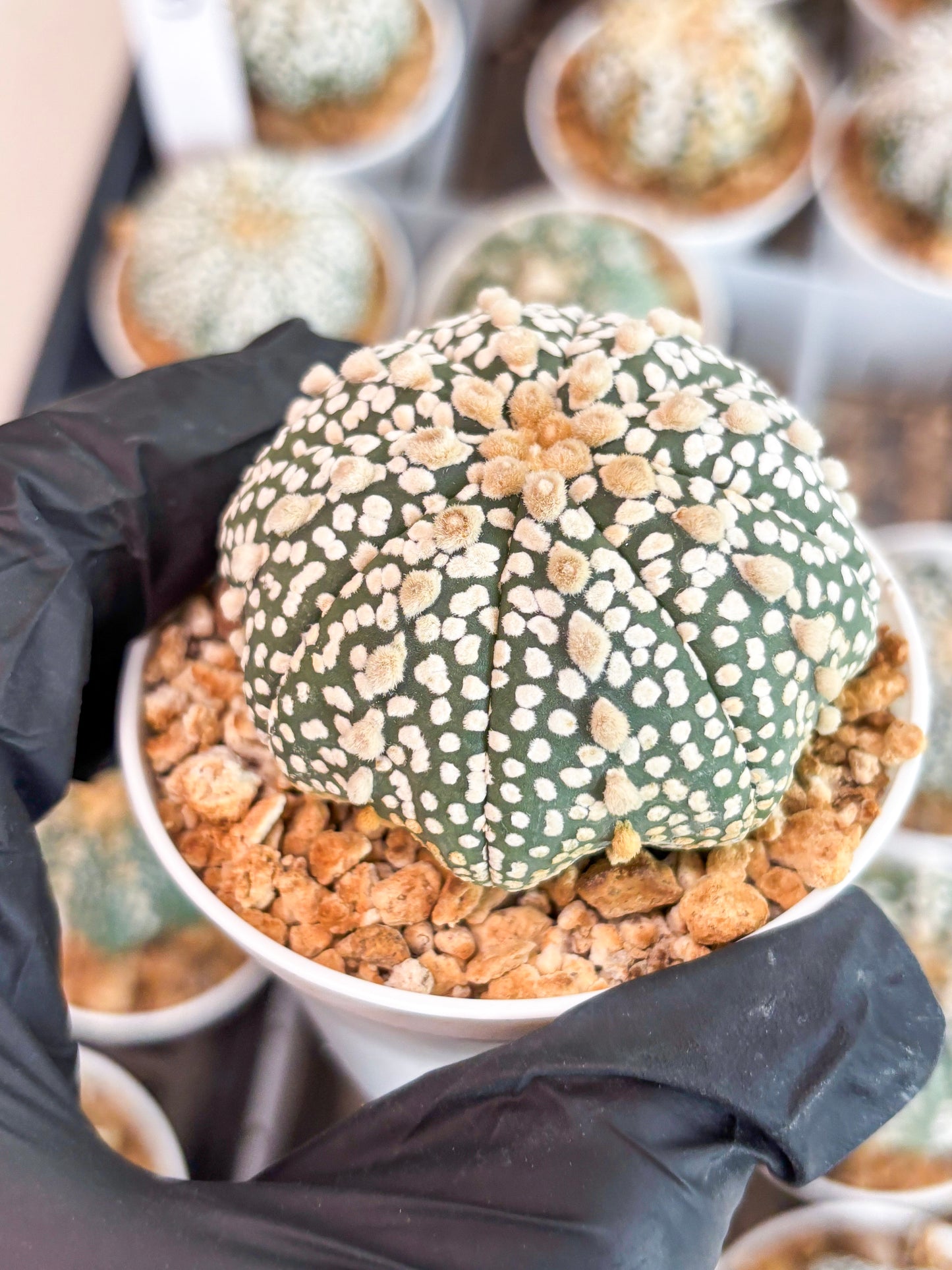 Astrophytum Super Kabuto (t12) (p4) | 3" Pot