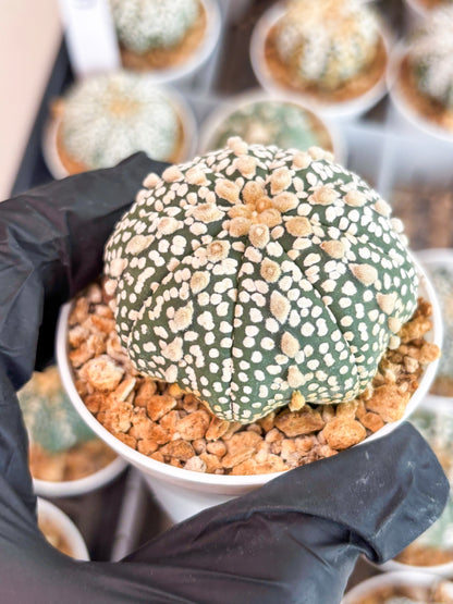 Astrophytum Super Kabuto (t12) (p4) | 3" Pot
