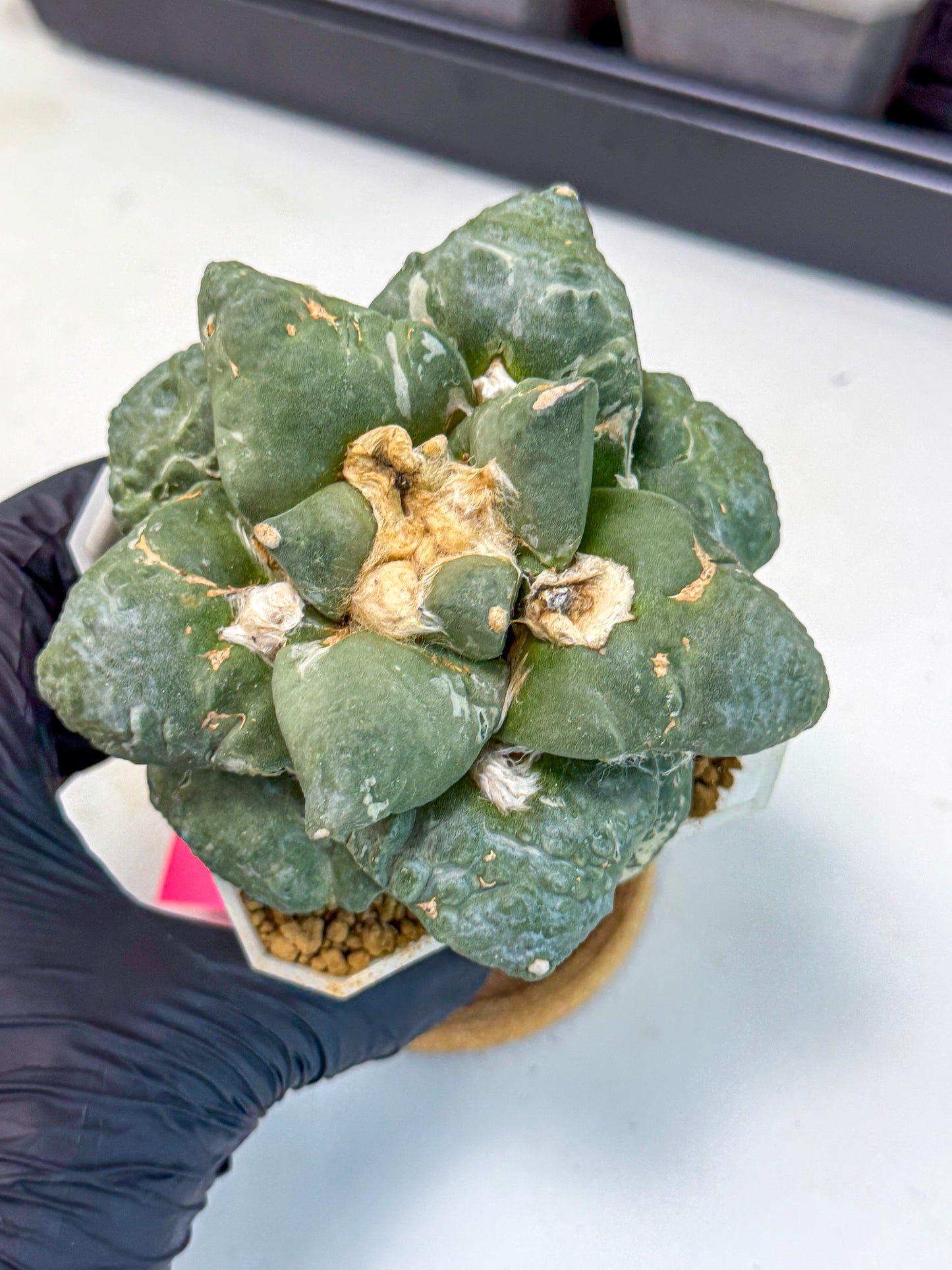Ariocarpus Cultivar (pp) | Living rock cactus