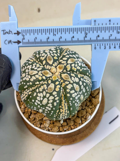 Astrophytum 5-Ribs (at7) (y1) | Living Rocks