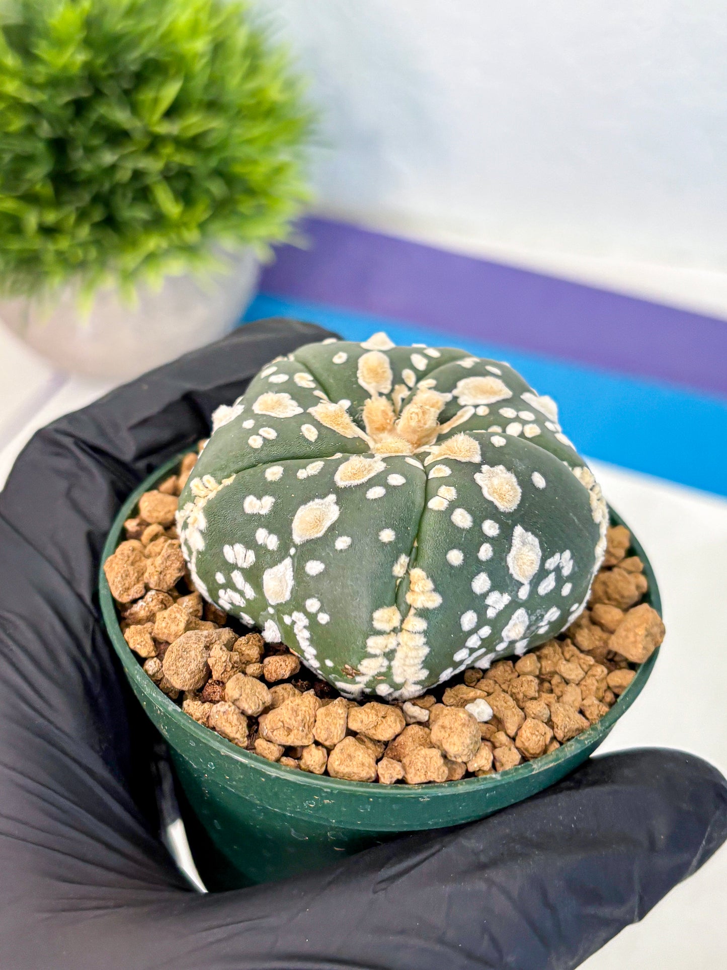 Astrophytum Fukuryu (at8) (02) | Rare Plant | Succulent Cactus