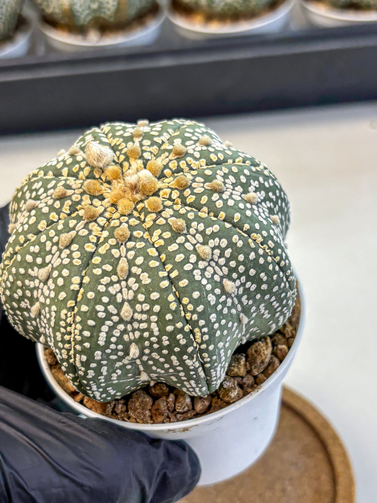 Astrophytum Super Kabuto (at10) (03) | sand dollar cactus