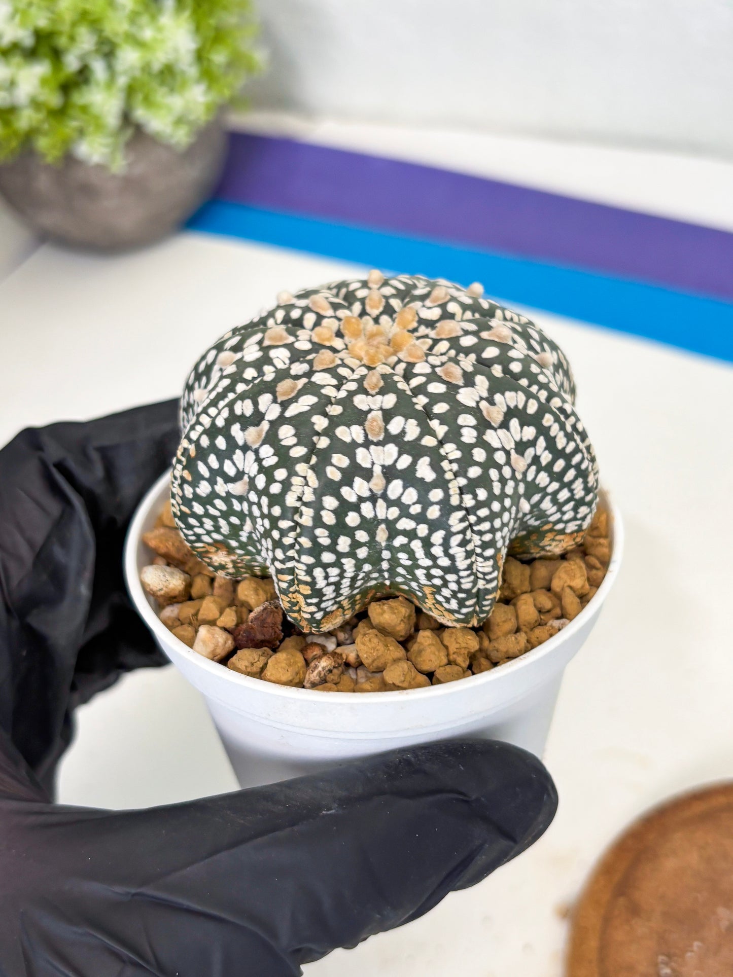 Astrophytum Star Shape (at3) (g4) | Very Rare Cactus