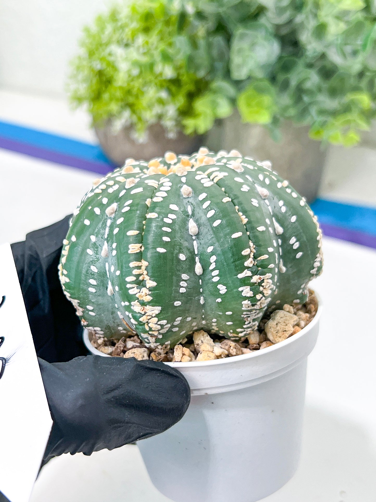 Astrophytum Super Kabuto (#T7A) | Las Vegas Botanical Shop | 3" Pot