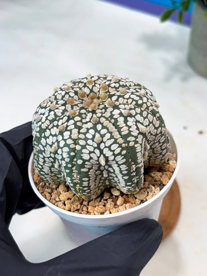 Astrophytum Star Shape (T9) (g5) | SHIP from USA