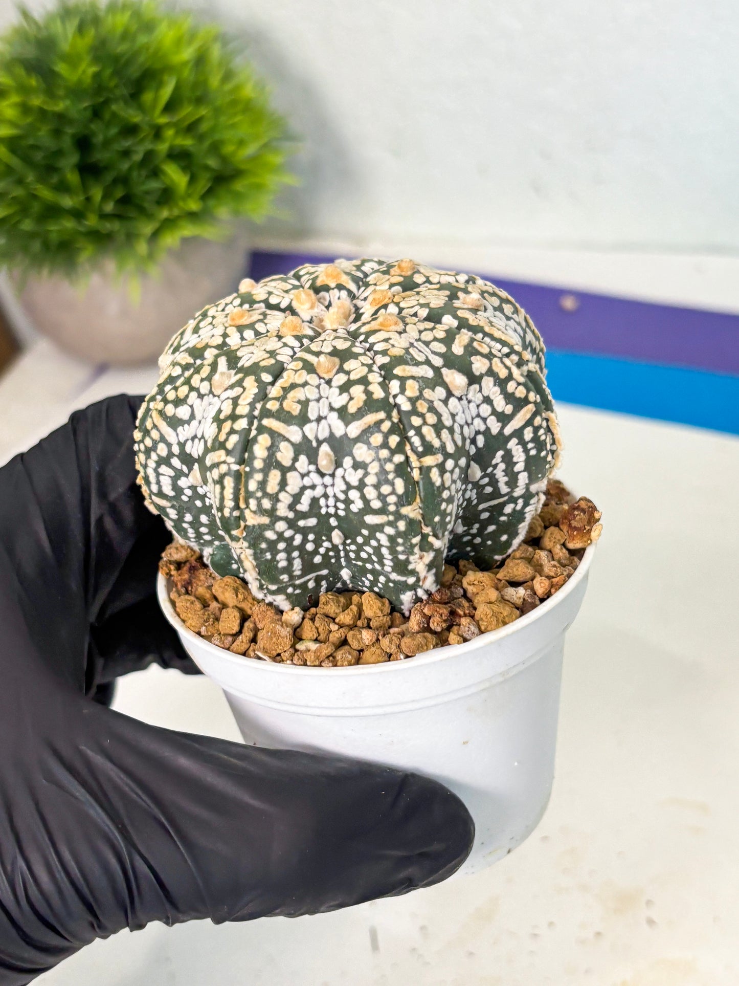Astrophytum V-Type (at6) (b5) | Rare Star Cactus
