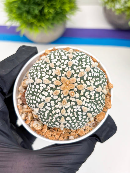 Astrophytum Super Kabuto (t12) (p4) | 3" Pot