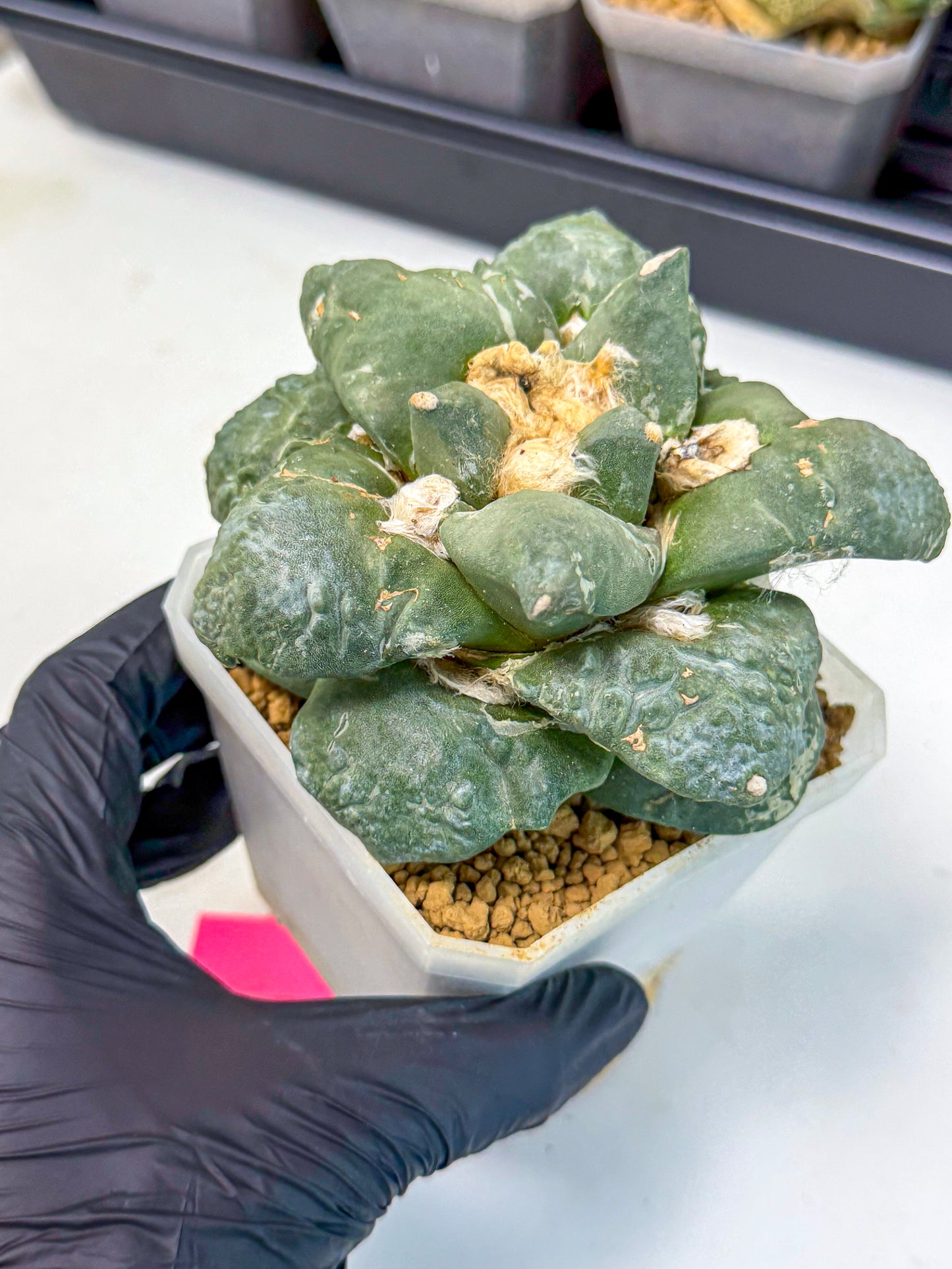Ariocarpus Cultivar (pp) | Living rock cactus