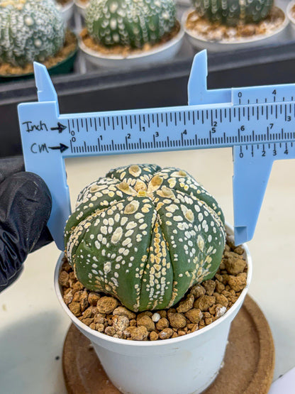 Astrophytum 5-Ribs (at7) (y1) | Living Rocks