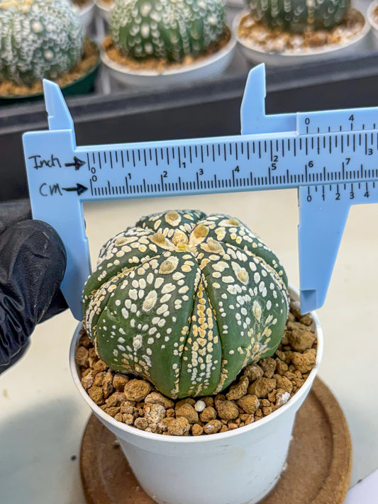 Astrophytum 5-Ribs (at7) (y1) | Living Rocks