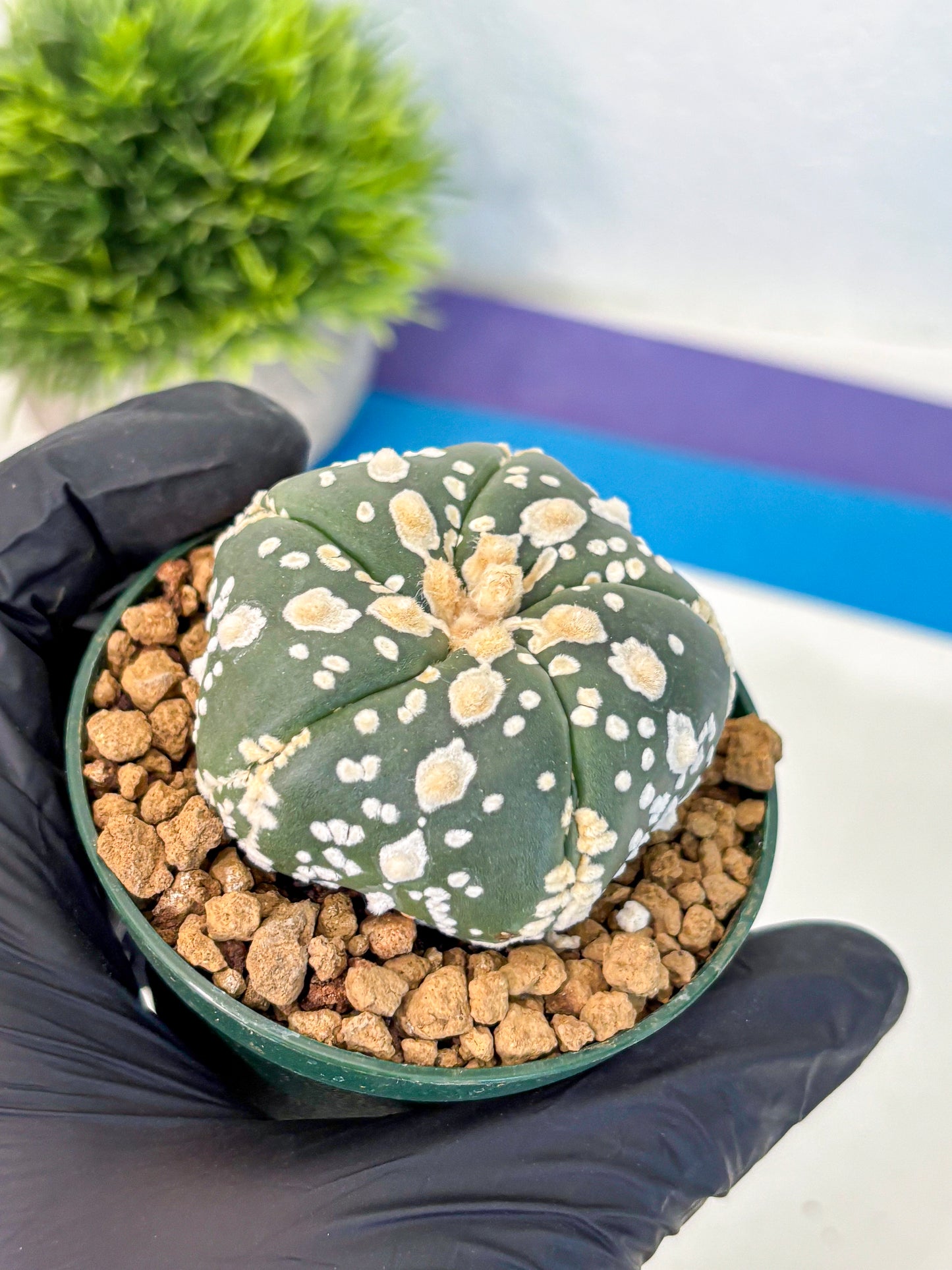 Astrophytum Fukuryu (at8) (02) | Rare Plant | Succulent Cactus