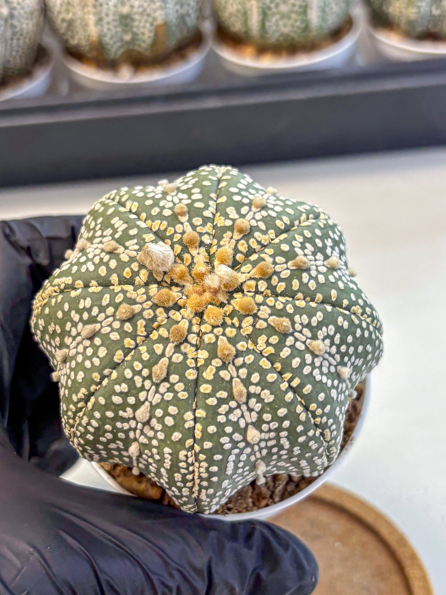 Astrophytum Super Kabuto (at10) (03) | sand dollar cactus