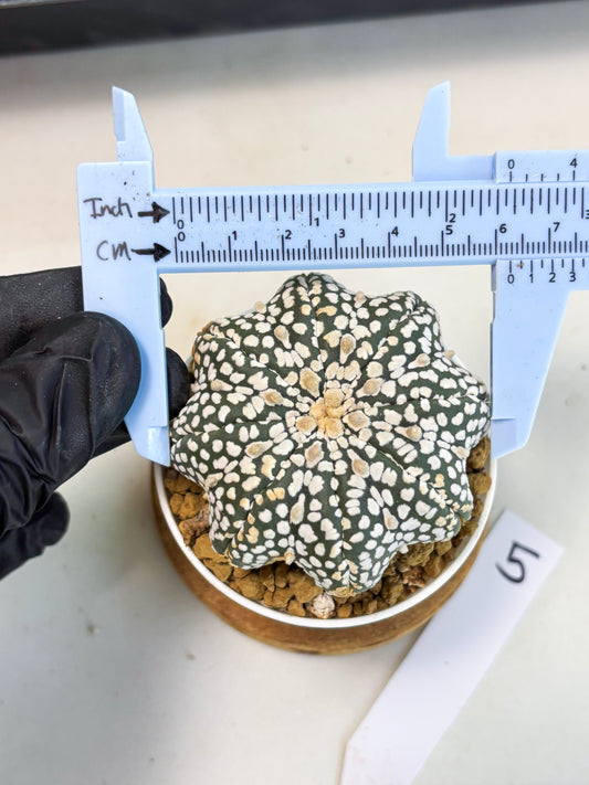 Astrophytum Star Shape (at3) (g5) | Very Rare Cactus