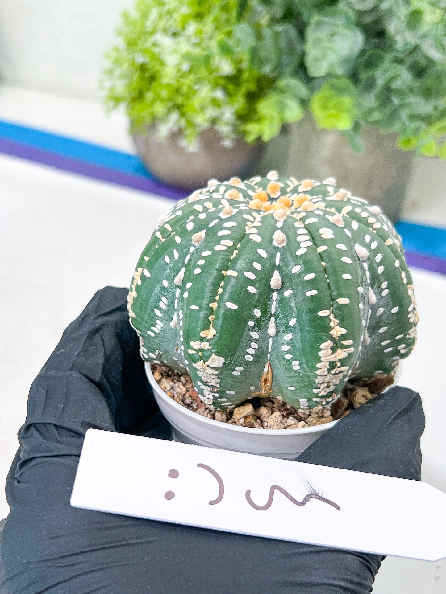 Astrophytum Super Kabuto (#T7A) | Las Vegas Botanical Shop | 3" Pot